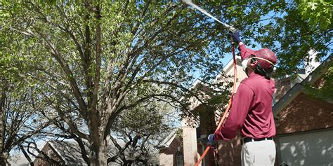 Tree trimmers in san antonio. Things To Know About Tree trimmers in san antonio. 